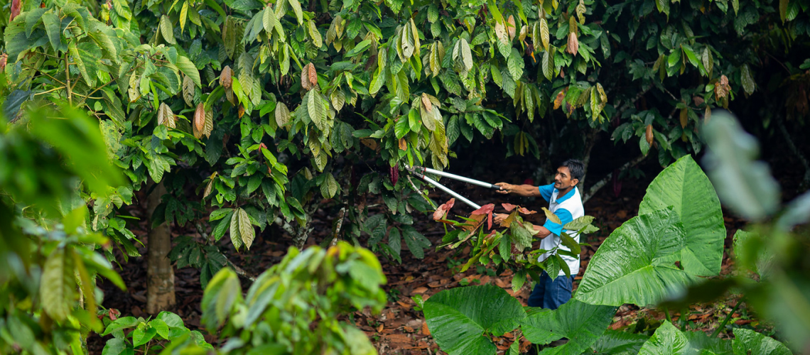 Man cutting a tree