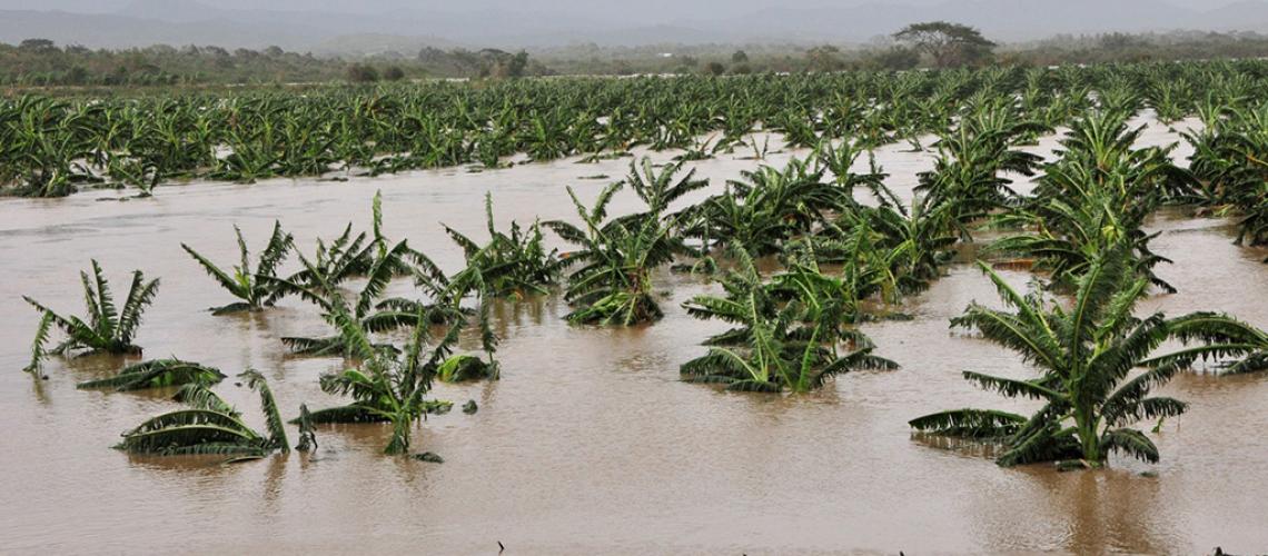 Plants growing in flooded crop