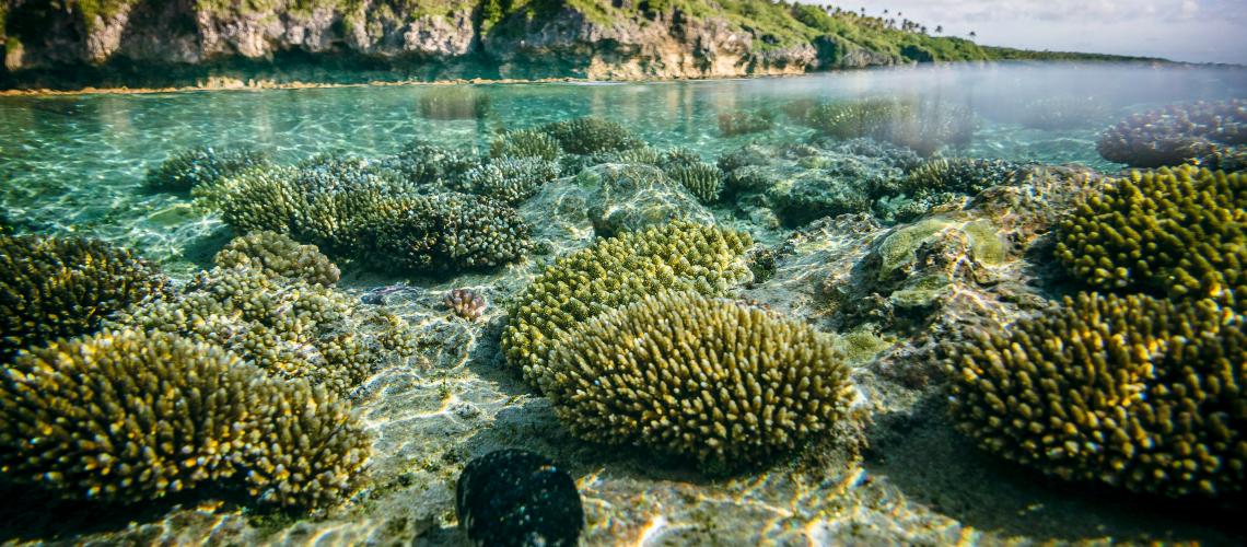 Shallow blue waters showing corals 