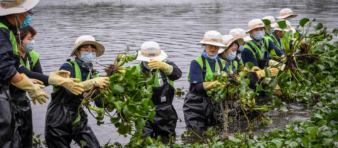 Row of workers pulling up seaweed