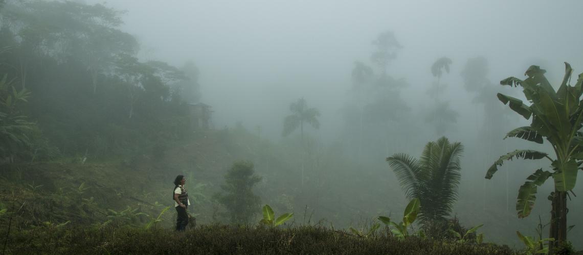 foggy trees